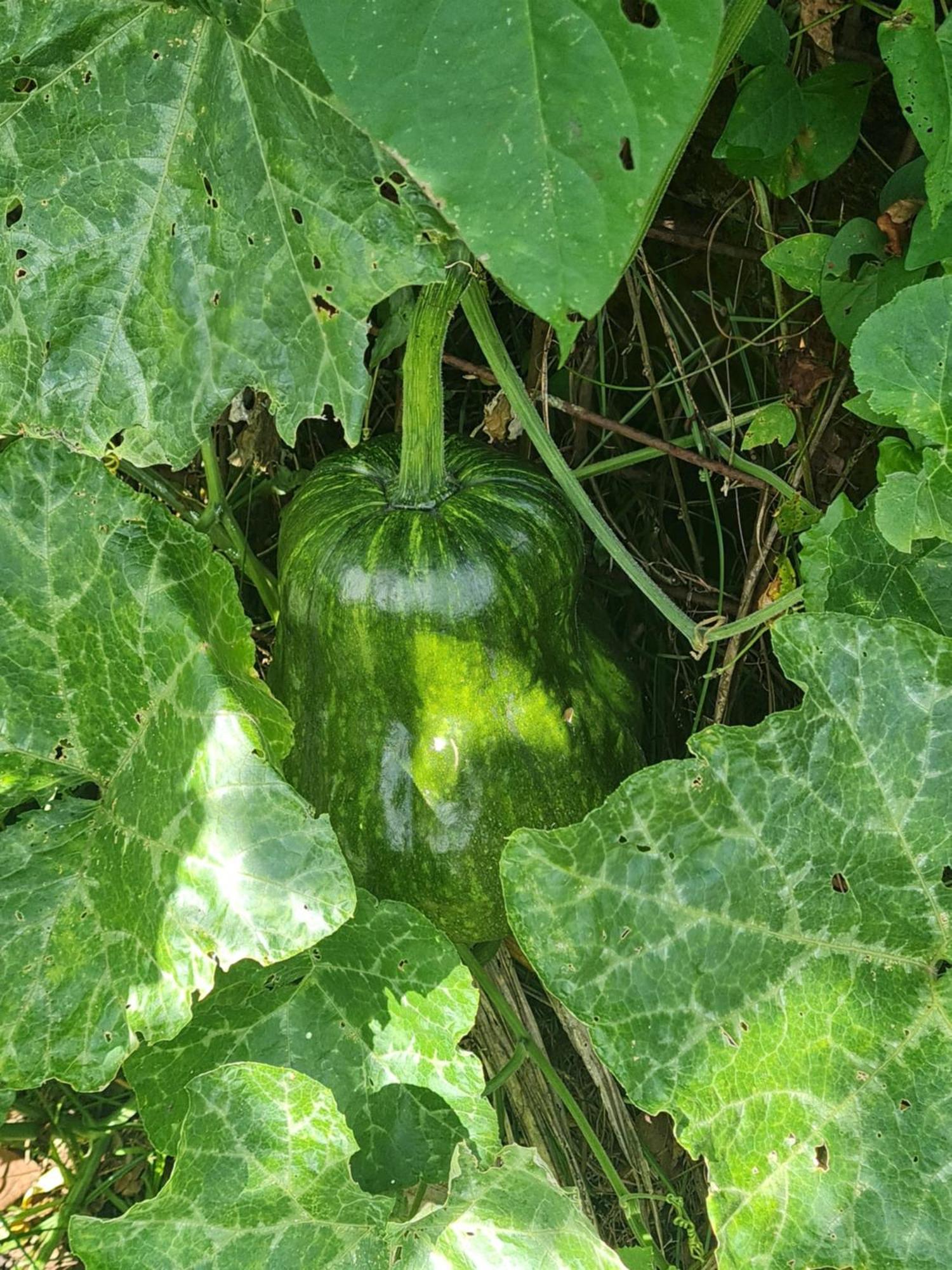 La Kaz Nature Bien-Etre Petit-Bourg Εξωτερικό φωτογραφία